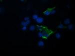 TRIM44 Antibody in Immunocytochemistry (ICC/IF)
