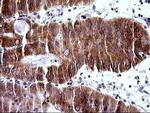TRIM45 Antibody in Immunohistochemistry (Paraffin) (IHC (P))