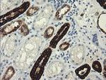 TRIM45 Antibody in Immunohistochemistry (Paraffin) (IHC (P))