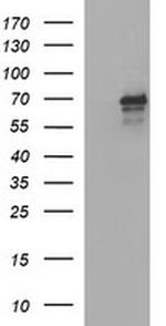 TRIM45 Antibody in Western Blot (WB)