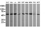 TRIM45 Antibody in Western Blot (WB)