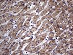 TRIM54 Antibody in Immunohistochemistry (Paraffin) (IHC (P))