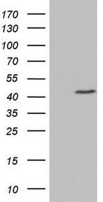 TRIM54 Antibody in Western Blot (WB)