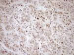 TRIM56 Antibody in Immunohistochemistry (Paraffin) (IHC (P))