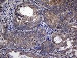 TRIM56 Antibody in Immunohistochemistry (Paraffin) (IHC (P))