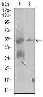 TRIP6 Monoclonal Antibody (6H4)