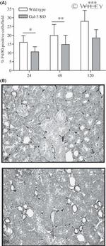 F4/80 Antibody in Immunohistochemistry (IHC)