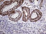 TRMT12 Antibody in Immunohistochemistry (Paraffin) (IHC (P))