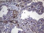TRMT12 Antibody in Immunohistochemistry (Paraffin) (IHC (P))
