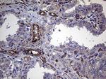 TRMT12 Antibody in Immunohistochemistry (Paraffin) (IHC (P))