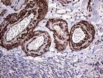 TRMT12 Antibody in Immunohistochemistry (Paraffin) (IHC (P))