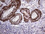 TRMT12 Antibody in Immunohistochemistry (Paraffin) (IHC (P))