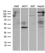 TRMT12 Antibody in Western Blot (WB)