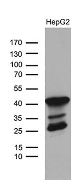 TRMT12 Antibody in Western Blot (WB)