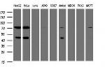 TRMT2A Antibody in Western Blot (WB)