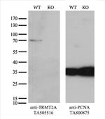 TRMT2A Antibody in Western Blot (WB)