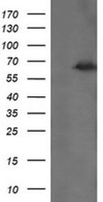 TRMT2A Antibody in Western Blot (WB)