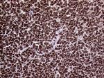 TRMT5 Antibody in Immunohistochemistry (Paraffin) (IHC (P))