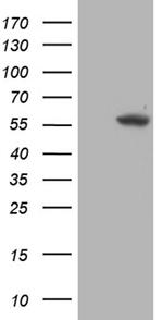 TRMT5 Antibody in Western Blot (WB)