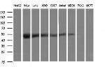 TRMU Antibody in Western Blot (WB)