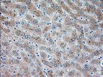 TRPM4 Antibody in Immunohistochemistry (Paraffin) (IHC (P))