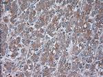 TRPM4 Antibody in Immunohistochemistry (Paraffin) (IHC (P))