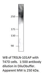 C15orf42 Polyclonal Antibody
