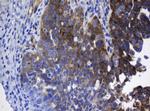 TSC22D1 Antibody in Immunohistochemistry (Paraffin) (IHC (P))