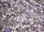 TSC22D1 Antibody in Immunohistochemistry (Paraffin) (IHC (P))