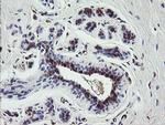 TSC22D1 Antibody in Immunohistochemistry (Paraffin) (IHC (P))