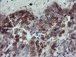 TSC22D1 Antibody in Immunohistochemistry (Paraffin) (IHC (P))