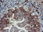 TSC22D1 Antibody in Immunohistochemistry (Paraffin) (IHC (P))