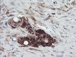 TSC22D1 Antibody in Immunohistochemistry (Paraffin) (IHC (P))
