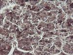TSC22D1 Antibody in Immunohistochemistry (Paraffin) (IHC (P))