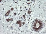 TSC22D1 Antibody in Immunohistochemistry (Paraffin) (IHC (P))