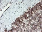 TSC22D1 Antibody in Immunohistochemistry (Paraffin) (IHC (P))