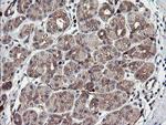 TSC22D1 Antibody in Immunohistochemistry (Paraffin) (IHC (P))