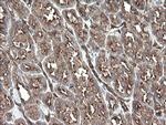 TSC22D1 Antibody in Immunohistochemistry (Paraffin) (IHC (P))