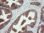 TSC22D1 Antibody in Immunohistochemistry (Paraffin) (IHC (P))