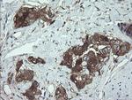 TSC22D1 Antibody in Immunohistochemistry (Paraffin) (IHC (P))