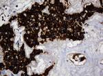 TSC22D1 Antibody in Immunohistochemistry (Paraffin) (IHC (P))