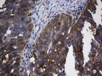 TSC22D1 Antibody in Immunohistochemistry (Paraffin) (IHC (P))