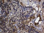 TSC22D1 Antibody in Immunohistochemistry (Paraffin) (IHC (P))