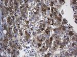 TSC22D1 Antibody in Immunohistochemistry (Paraffin) (IHC (P))