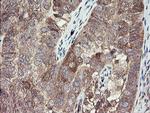 TSC22D1 Antibody in Immunohistochemistry (Paraffin) (IHC (P))