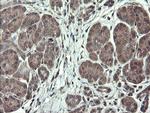 TSC22D1 Antibody in Immunohistochemistry (Paraffin) (IHC (P))