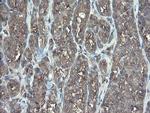 TSC22D1 Antibody in Immunohistochemistry (Paraffin) (IHC (P))