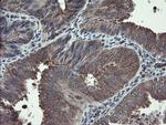 TSC22D1 Antibody in Immunohistochemistry (Paraffin) (IHC (P))