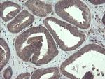 TSC22D1 Antibody in Immunohistochemistry (Paraffin) (IHC (P))
