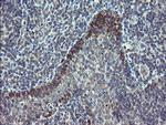 TSC22D1 Antibody in Immunohistochemistry (Paraffin) (IHC (P))